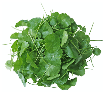 Trị mụn thâm da đơn giản bằng rau má tại nhà