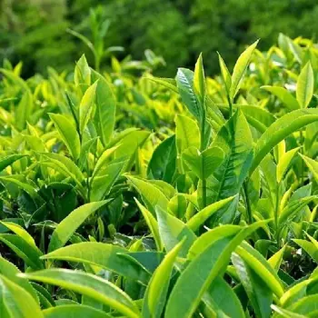 Phương pháp làm đẹp từ trà xanh