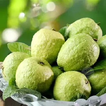 Giảm cân với ổi nhanh chóng hiệu quả