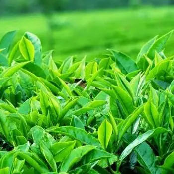 Trị Mụn Cấp Tốc Với Trà Xanh