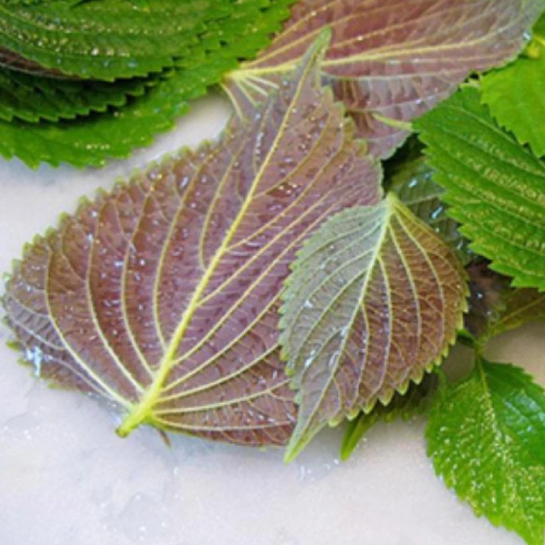 tri tan nhang bang la tia to